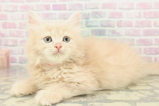 東京都のラガマフィン (Coo&RIKU立川店/2026年1月16日生まれ/女の子/クリームタビー)の子猫の2枚目の画像