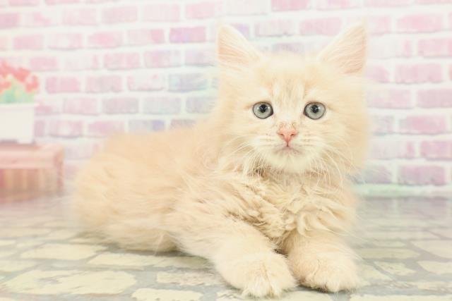 東京都のラガマフィン (Coo&RIKU立川店/2026年1月16日生まれ/女の子/クリームタビー)の子猫の3枚目の画像