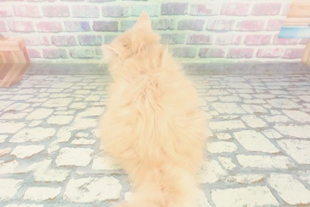 東京都のラガマフィン (Coo&RIKU立川店/2026年1月16日生まれ/女の子/クリームタビー)の子猫の4枚目の画像