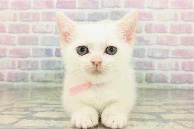 神奈川県のマンチカン (Coo&RIKU秦野店/2026年1月13日生まれ/女の子/ホワイト)の子猫の1枚目の画像