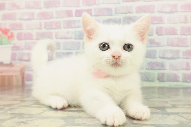 神奈川県のマンチカン (Coo&RIKU秦野店/2026年1月13日生まれ/女の子/ホワイト)の子猫の3枚目の画像