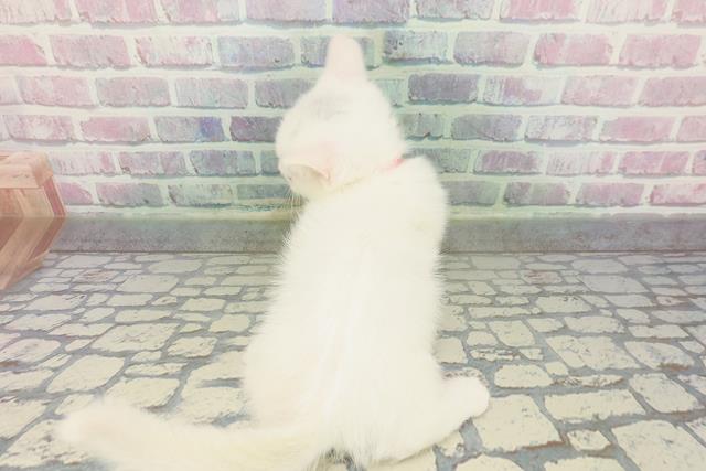 神奈川県のマンチカン (Coo&RIKU秦野店/2026年1月13日生まれ/女の子/ホワイト)の子猫の4枚目の画像