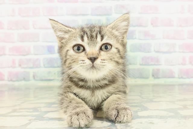 神奈川県のマンチカン (Coo&RIKU江の島店/2026年1月13日生まれ/女の子/ブラウンタビー)の子猫の1枚目の画像