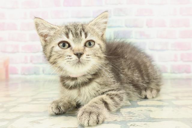 神奈川県のマンチカン (Coo&RIKU江の島店/2026年1月13日生まれ/女の子/ブラウンタビー)の子猫の2枚目の画像