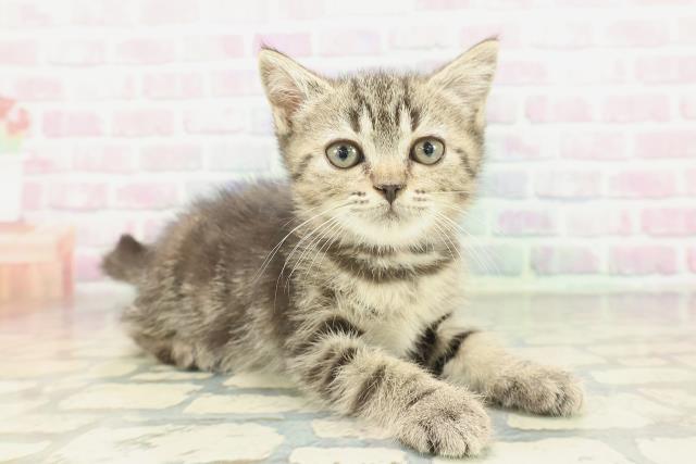 神奈川県のマンチカン (Coo&RIKU江の島店/2026年1月13日生まれ/女の子/ブラウンタビー)の子猫の3枚目の画像