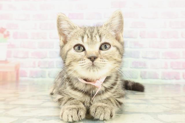 神奈川県のマンチカン (Coo&RIKU平塚店/2026年1月13日生まれ/女の子/ブラウンタビー)の子猫の1枚目の画像