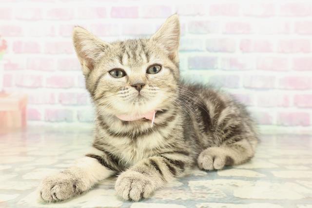 神奈川県のマンチカン (Coo&RIKU平塚店/2026年1月13日生まれ/女の子/ブラウンタビー)の子猫の2枚目の画像