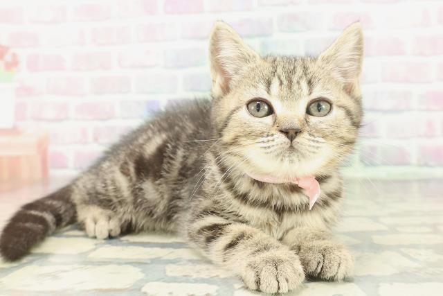 神奈川県のマンチカン (Coo&RIKU平塚店/2026年1月13日生まれ/女の子/ブラウンタビー)の子猫の3枚目の画像