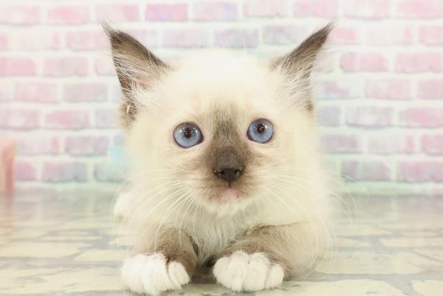 静岡県のラグドール (Coo&RIKU浜松店/2026年1月12日生まれ/男の子/シールポイントミテッド)の子猫の1枚目の画像