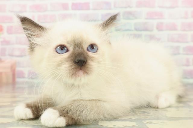 静岡県のラグドール (Coo&RIKU浜松店/2026年1月12日生まれ/男の子/シールポイントミテッド)の子猫の2枚目の画像