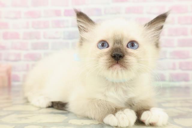 静岡県のラグドール (Coo&RIKU浜松店/2026年1月12日生まれ/男の子/シールポイントミテッド)の子猫の3枚目の画像