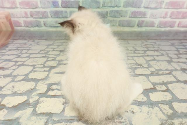 静岡県のラグドール (Coo&RIKU浜松店/2026年1月12日生まれ/男の子/シールポイントミテッド)の子猫の4枚目の画像