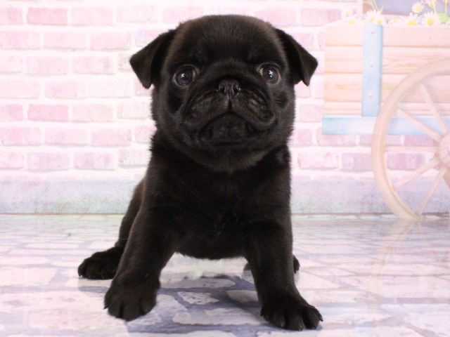 大阪府のパグ (Coo&RIKU松原店/2026年1月21日生まれ/女の子/ブラック)の子犬の1枚目の画像