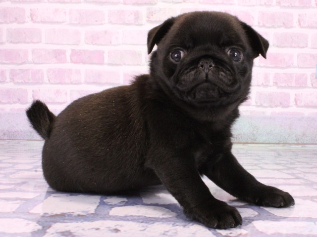 大阪府のパグ (Coo&RIKU松原店/2026年1月21日生まれ/女の子/ブラック)の子犬の2枚目の画像