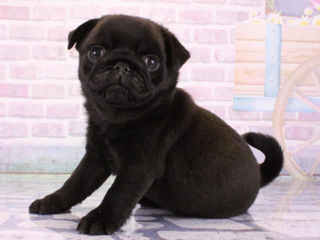 大阪府のパグ (Coo&RIKU松原店/2026年1月21日生まれ/女の子/ブラック)の子犬の3枚目の画像