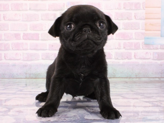 大阪府のパグ (Coo&RIKU心斎橋店/2026年1月21日生まれ/女の子/ブラック)の子犬の1枚目の画像