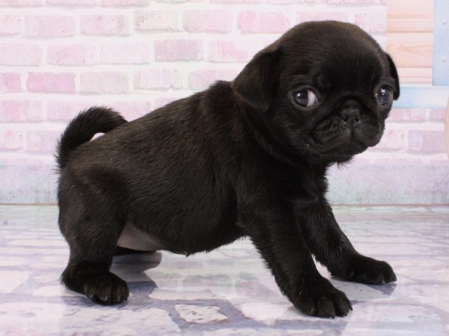 大阪府のパグ (Coo&RIKU心斎橋店/2026年1月21日生まれ/女の子/ブラック)の子犬の2枚目の画像