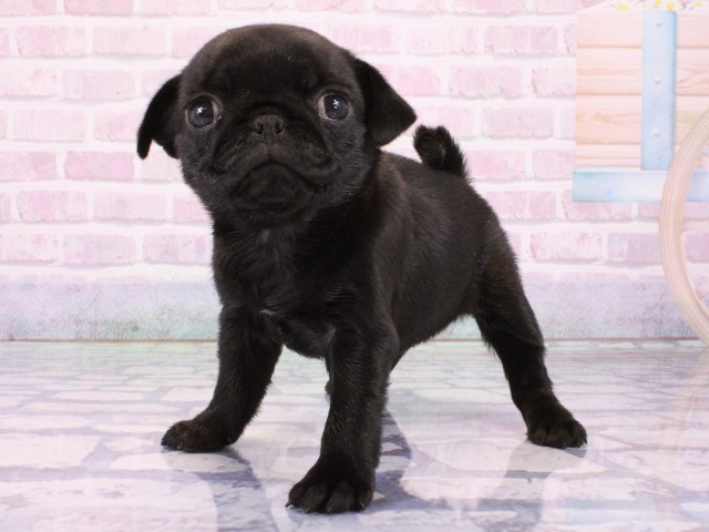 大阪府のパグ (Coo&RIKU心斎橋店/2026年1月21日生まれ/女の子/ブラック)の子犬の3枚目の画像
