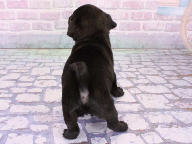 大阪府のパグ (Coo&RIKU心斎橋店/2026年1月21日生まれ/女の子/ブラック)の子犬の4枚目の画像