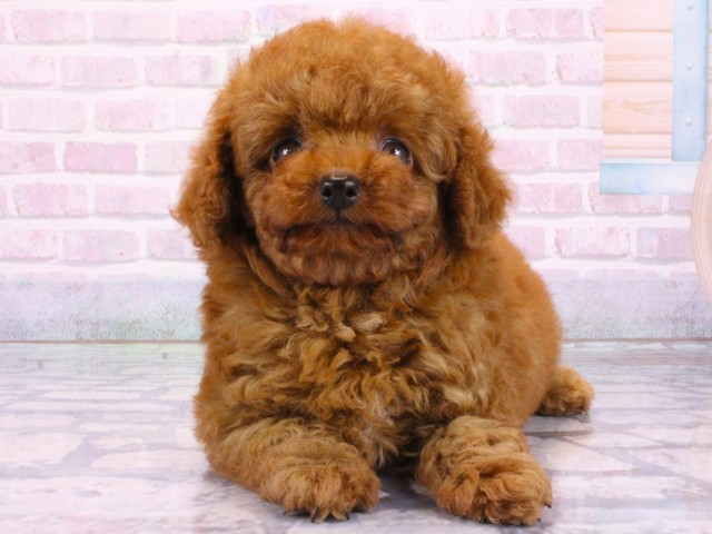 大阪府のトイプードル(トイ) (Coo&RIKU梅田店/2026年1月17日生まれ/男の子/レッドフォーン)の子犬の1枚目の画像