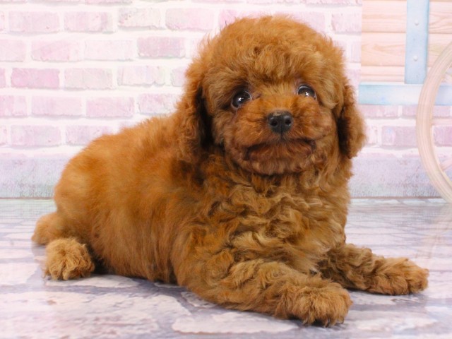 大阪府のトイプードル(トイ) (Coo&RIKU梅田店/2026年1月17日生まれ/男の子/レッドフォーン)の子犬の2枚目の画像