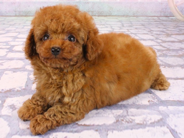 大阪府のトイプードル(トイ) (Coo&RIKU梅田店/2026年1月17日生まれ/男の子/レッドフォーン)の子犬の3枚目の画像