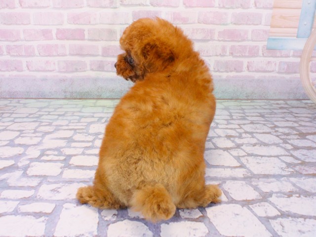 大阪府のトイプードル(トイ) (Coo&RIKU梅田店/2026年1月17日生まれ/男の子/レッドフォーン)の子犬の4枚目の画像