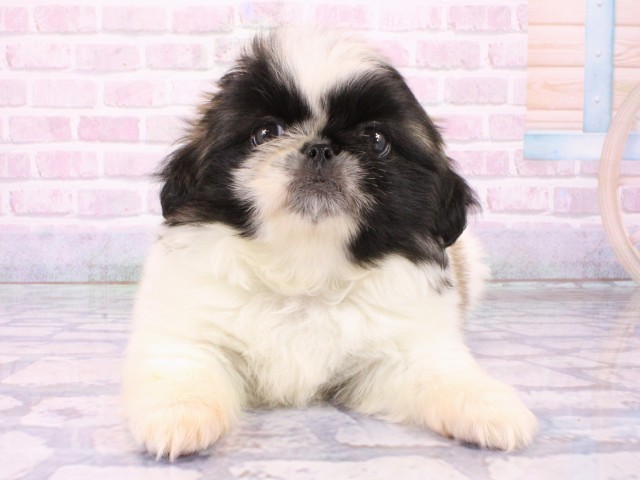 大阪府のペキニーズ (Coo&RIKU心斎橋店/2026年1月20日生まれ/女の子/フォーンホワイト)の子犬の1枚目の画像