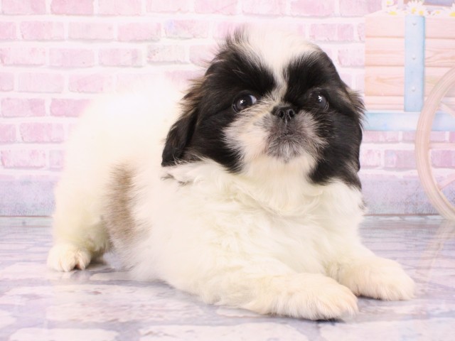 大阪府のペキニーズ (Coo&RIKU心斎橋店/2026年1月20日生まれ/女の子/フォーンホワイト)の子犬の2枚目の画像