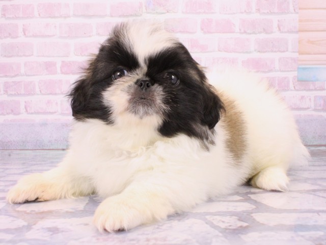 大阪府のペキニーズ (Coo&RIKU心斎橋店/2026年1月20日生まれ/女の子/フォーンホワイト)の子犬の3枚目の画像