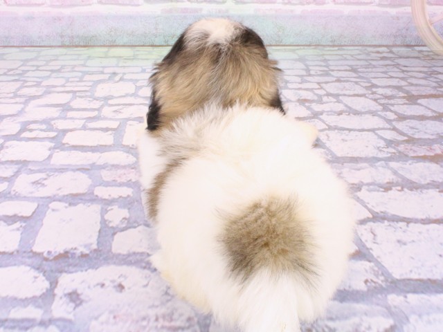 大阪府のペキニーズ (Coo&RIKU心斎橋店/2026年1月20日生まれ/女の子/フォーンホワイト)の子犬の4枚目の画像