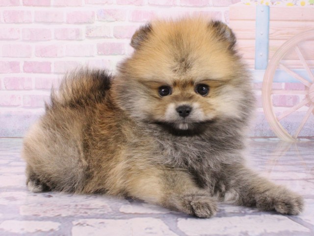 大阪府のポメラニアン (Coo&RIKU梅田店/2026年1月19日生まれ/男の子/ウルフセーブル)の子犬の2枚目の画像