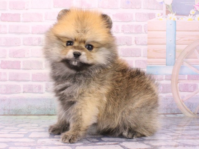 大阪府のポメラニアン (Coo&RIKU梅田店/2026年1月19日生まれ/男の子/ウルフセーブル)の子犬の3枚目の画像