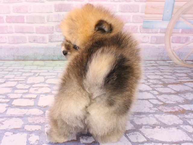 大阪府のポメラニアン (Coo&RIKU梅田店/2026年1月19日生まれ/男の子/ウルフセーブル)の子犬の4枚目の画像