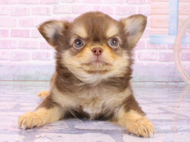 チワワ（ロングコート）