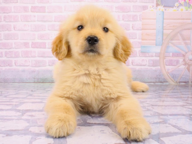 大阪府のゴールデンレトリバー (Coo&RIKU東大阪店/2026年1月21日生まれ/女の子/ゴールデン)の子犬の1枚目の画像