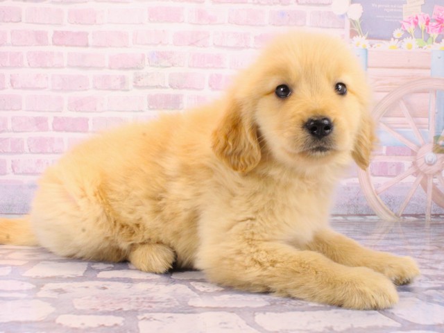 大阪府のゴールデンレトリバー (Coo&RIKU東大阪店/2026年1月21日生まれ/女の子/ゴールデン)の子犬の2枚目の画像