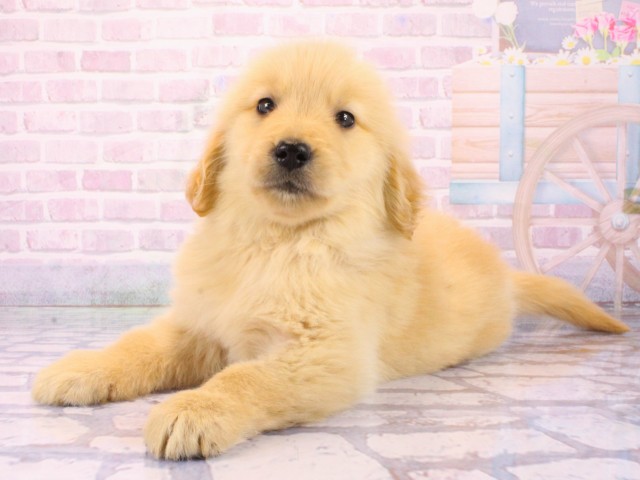 大阪府のゴールデンレトリバー (Coo&RIKU東大阪店/2026年1月21日生まれ/女の子/ゴールデン)の子犬の3枚目の画像