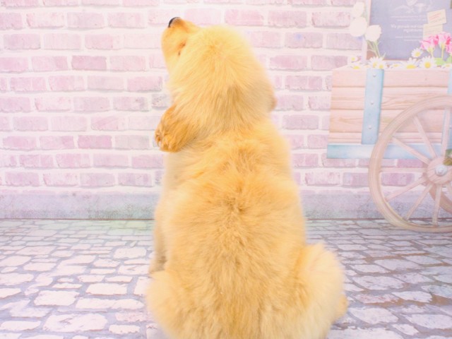 大阪府のゴールデンレトリバー (Coo&RIKU東大阪店/2026年1月21日生まれ/女の子/ゴールデン)の子犬の4枚目の画像