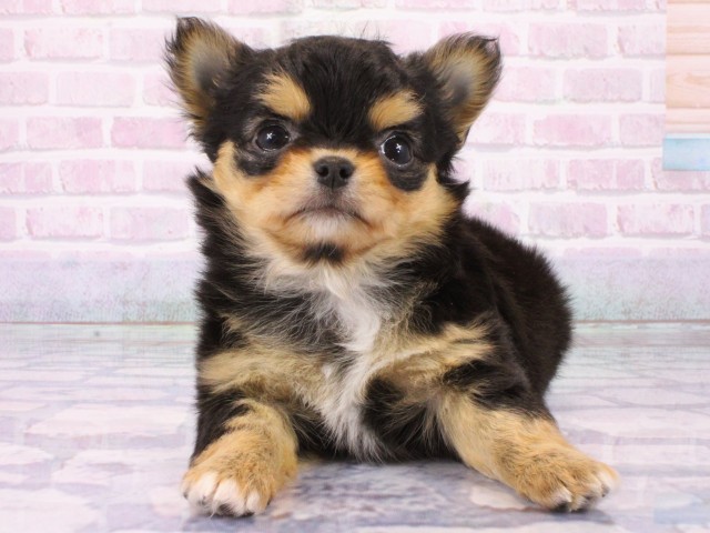 チワワ（ロングコート）