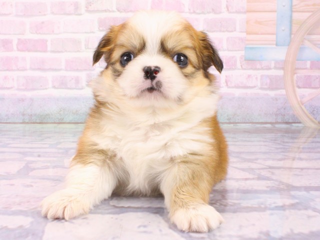 大阪府のチワペキ/ペキチー/ペキチワ(チワワ×ペキニーズ) (Coo&RIKU茶屋町店/2026年1月21日生まれ/男の子/レッドホワイト)の子犬の1枚目の画像