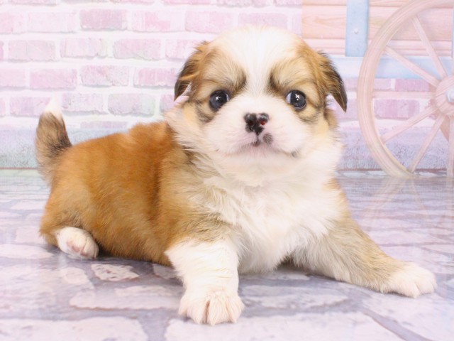 大阪府のチワペキ/ペキチー/ペキチワ(チワワ×ペキニーズ) (Coo&RIKU茶屋町店/2026年1月21日生まれ/男の子/レッドホワイト)の子犬の2枚目の画像