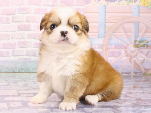 大阪府のチワペキ/ペキチー/ペキチワ(チワワ×ペキニーズ) (Coo&RIKU茶屋町店/2026年1月21日生まれ/男の子/レッドホワイト)の子犬の3枚目の画像