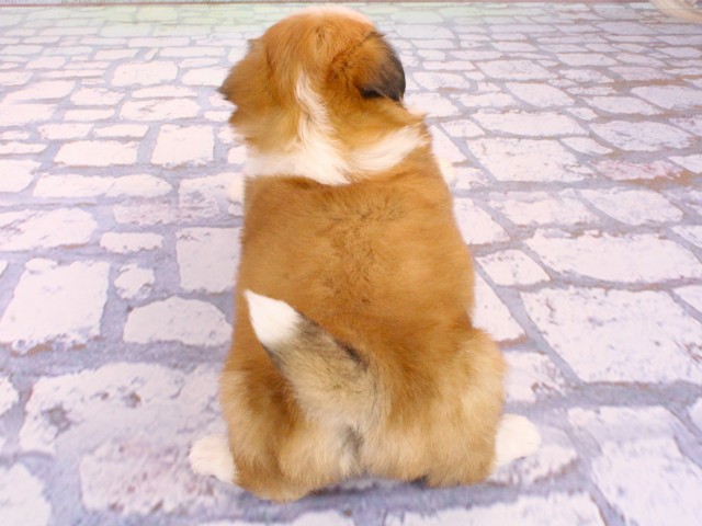 大阪府のチワペキ/ペキチー/ペキチワ(チワワ×ペキニーズ) (Coo&RIKU茶屋町店/2026年1月21日生まれ/男の子/レッドホワイト)の子犬の4枚目の画像