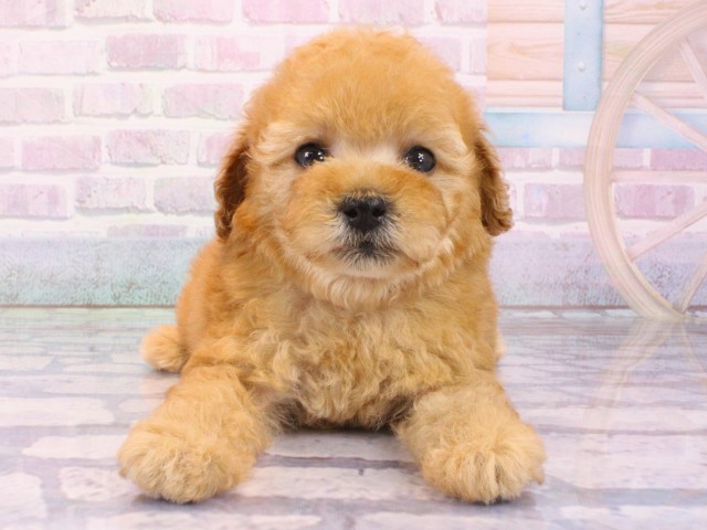 大阪府のトイプードル(トイ) (Coo&RIKU天王寺店/2026年1月21日生まれ/女の子/オレンジフォーン)の子犬の1枚目の画像