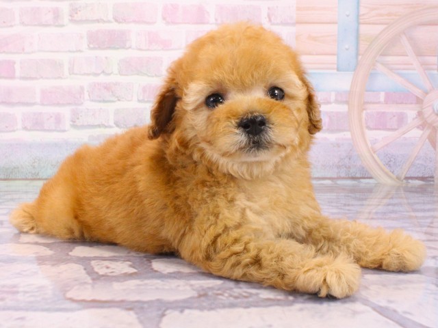 大阪府のトイプードル(トイ) (Coo&RIKU天王寺店/2026年1月21日生まれ/女の子/オレンジフォーン)の子犬の2枚目の画像