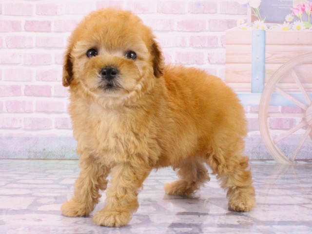 大阪府のトイプードル(トイ) (Coo&RIKU天王寺店/2026年1月21日生まれ/女の子/オレンジフォーン)の子犬の3枚目の画像