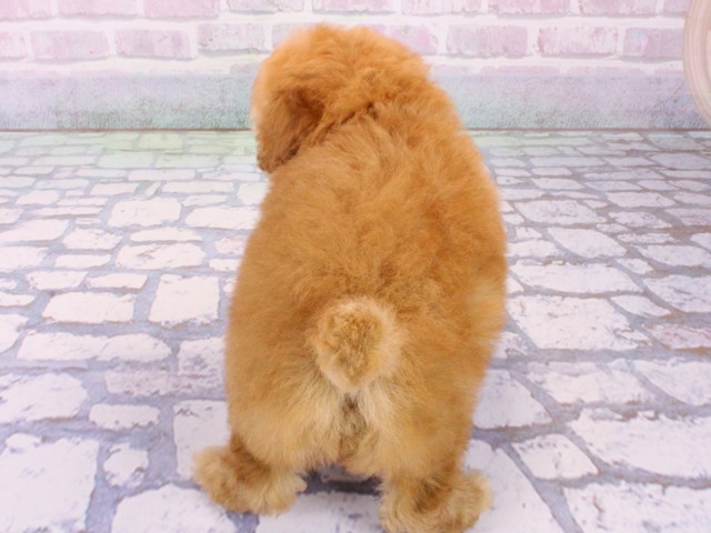 大阪府のトイプードル(トイ) (Coo&RIKU天王寺店/2026年1月21日生まれ/女の子/オレンジフォーン)の子犬の4枚目の画像