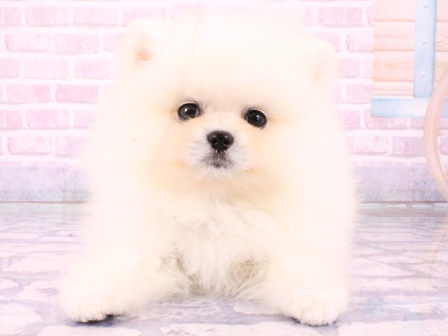 京都府のポメラニアン (Coo&RIKU京都河原町店/2026年1月21日生まれ/男の子/クリーム)の子犬の1枚目の画像