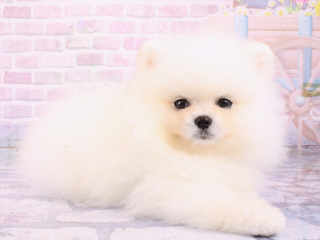 京都府のポメラニアン (Coo&RIKU京都河原町店/2026年1月21日生まれ/男の子/クリーム)の子犬の2枚目の画像